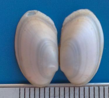 bivalve...